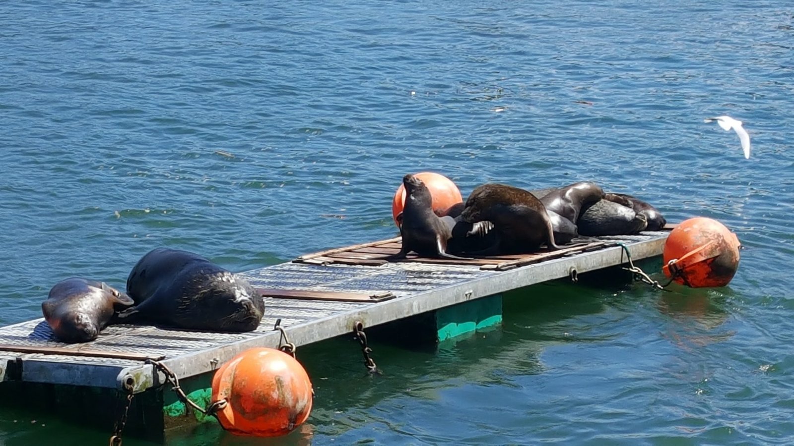 Sea lions in Valdivia, Chile