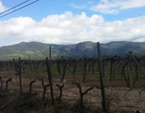 Teaching English in Chile: My Review of English Opens Doors