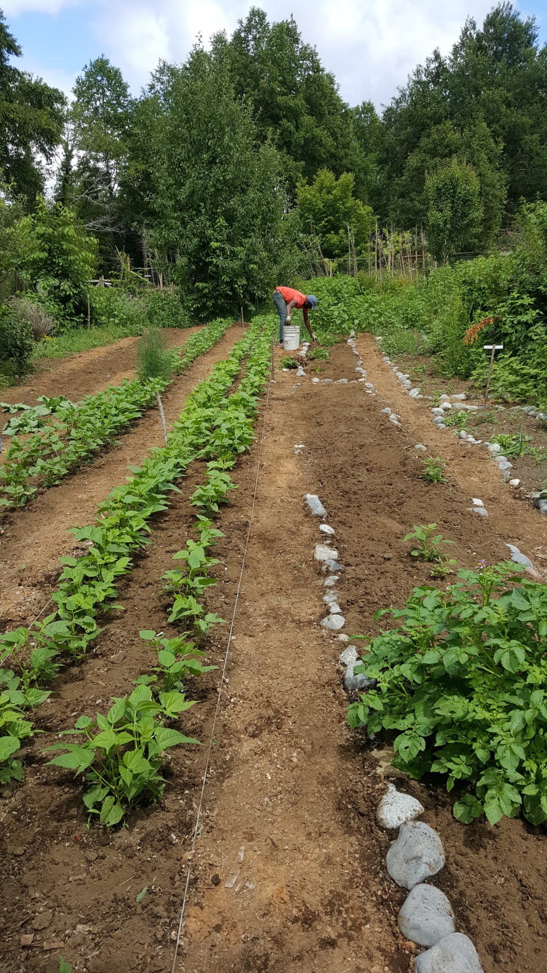 farming in Pucon, Chile via a workaday program for 2 weeks