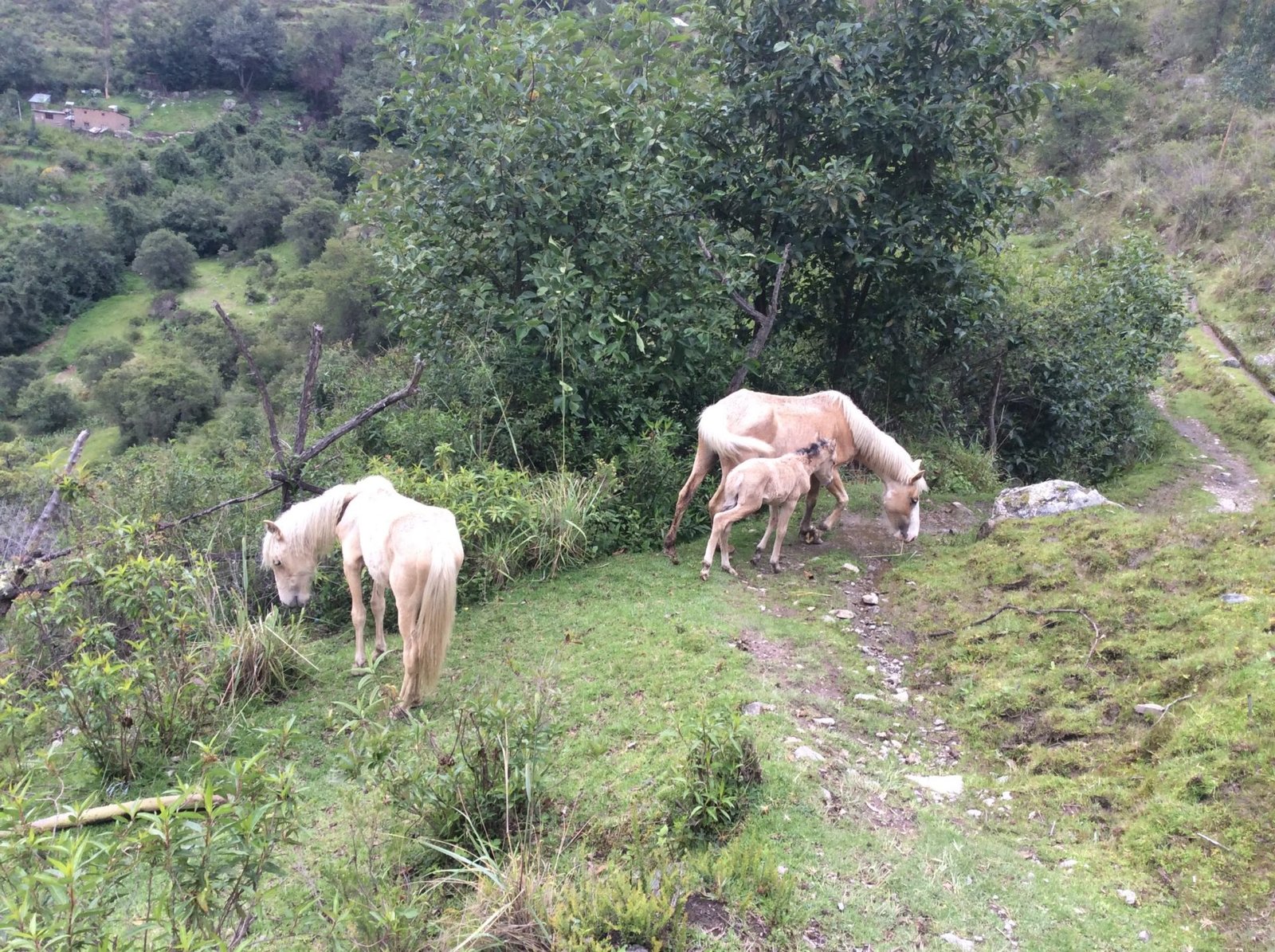 free horses on a hike in ollantaytambo