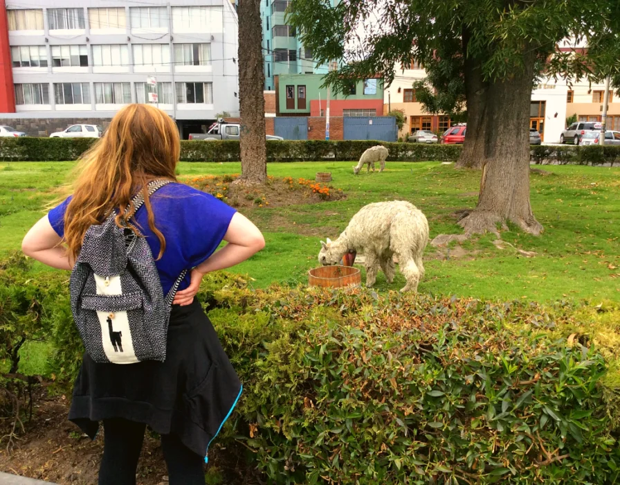 alpacas in peru: an overview of peru