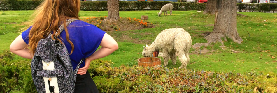 alpacas in peru: an overview of peru