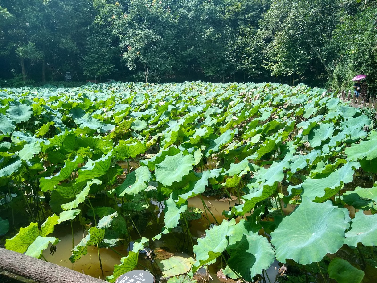 The 7-step lotus pond at huayan temple in chongqing, china