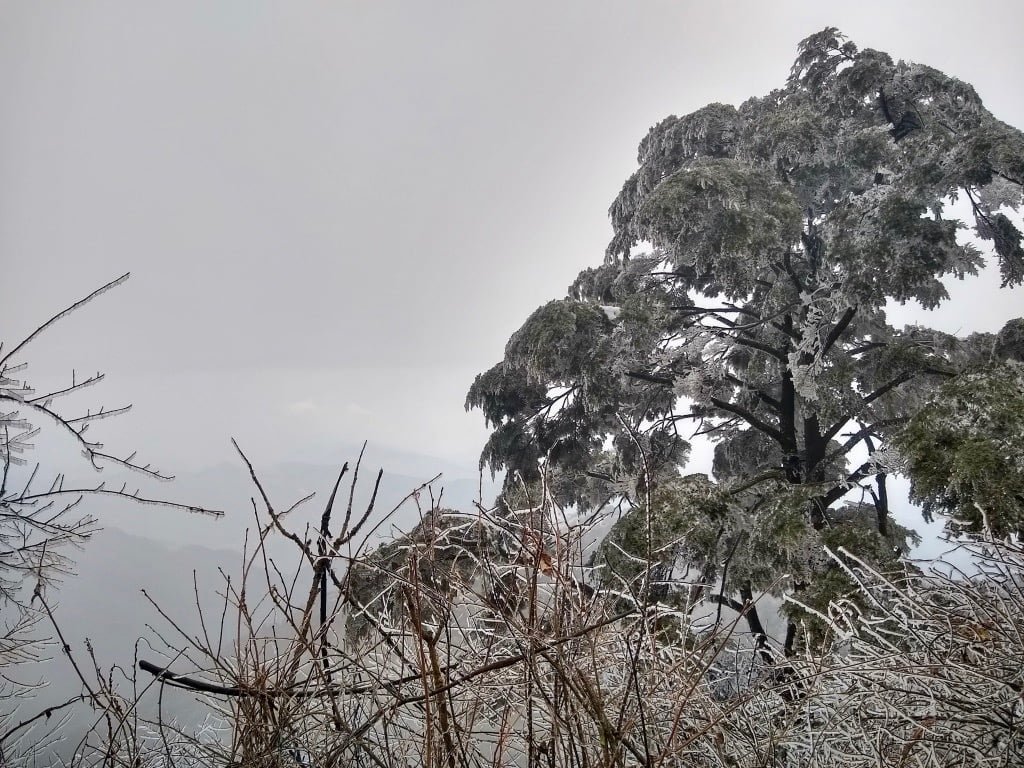 Views of icy trees while doing the Emei Shan hike