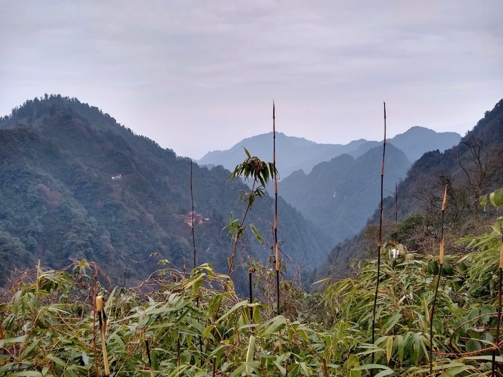 Emei Shan hike views: mountains in the distance and some close-up not-so-perky flowers
