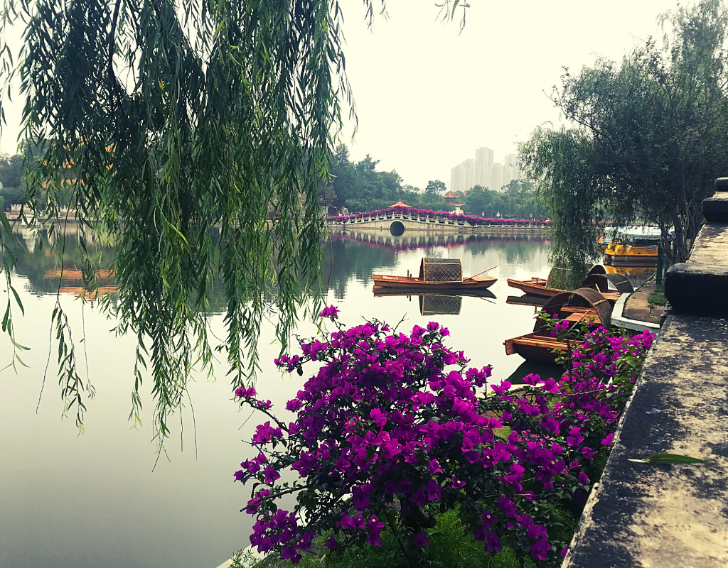 A picture of a lake and purple flowers in Kunming, China; article is about traveling in China during COVID-19